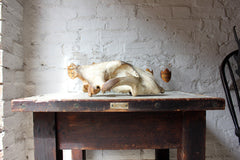 A Good Large Upper Section of a 19thC Male Lion's Skull
