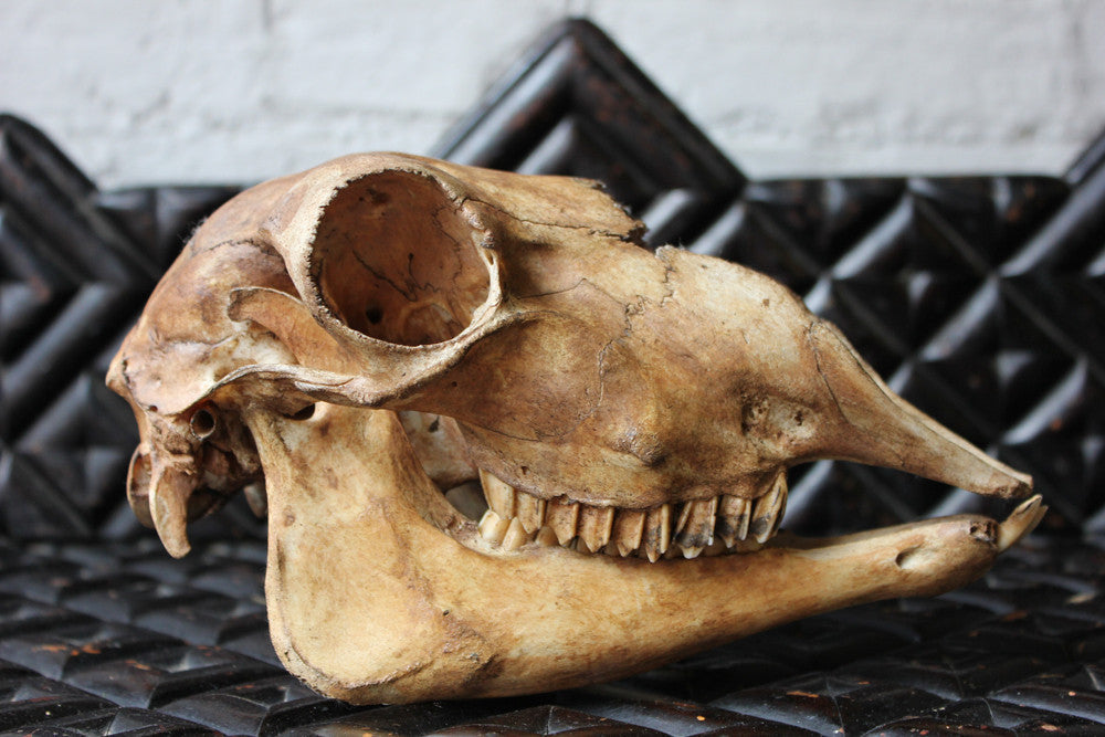 A Decorative Early 20thC Alpaca Skull