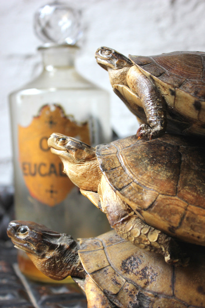 A Fine Trio of c.1890 Taxidermy Terrapins