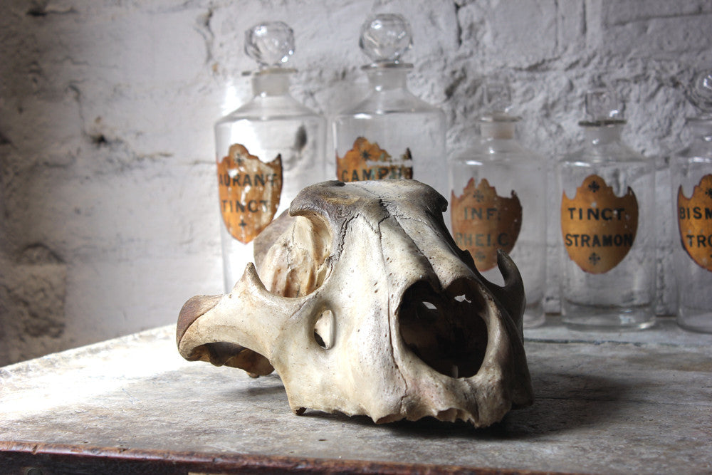 A Good Large Upper Section of a 19thC Male Lion's Skull