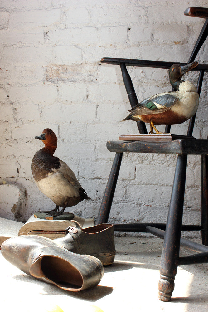 A Dandy Pair of c.1940 Taxidermy Ducks