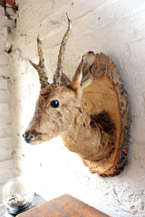 A Charming Mid 20thC Taxidermy Roe Deer Buck Head Mount on Shield