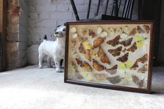 A Beautiful c.1900 Mahogany Cased Lepidopterists' Collection