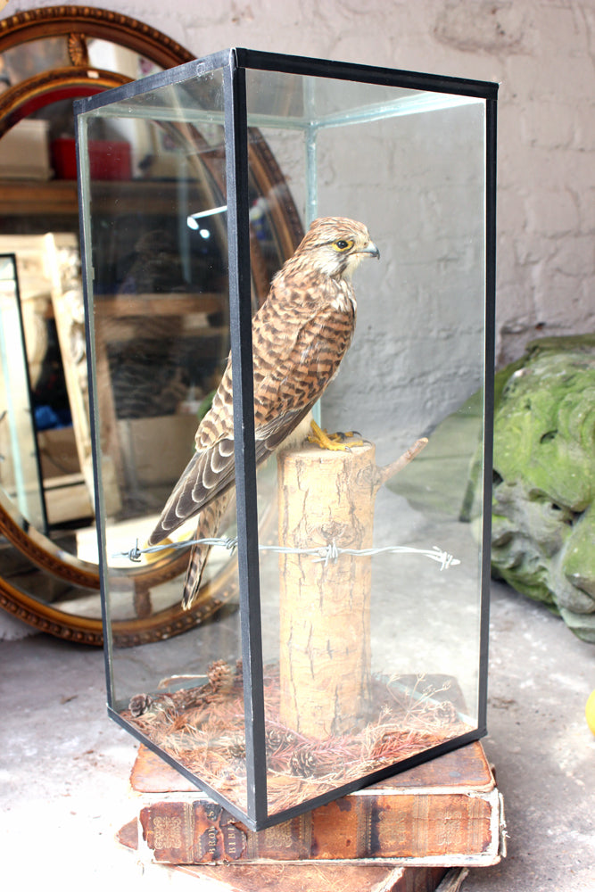 A Fine c.1940 Taxidermy Kestrel in a Glazed Case