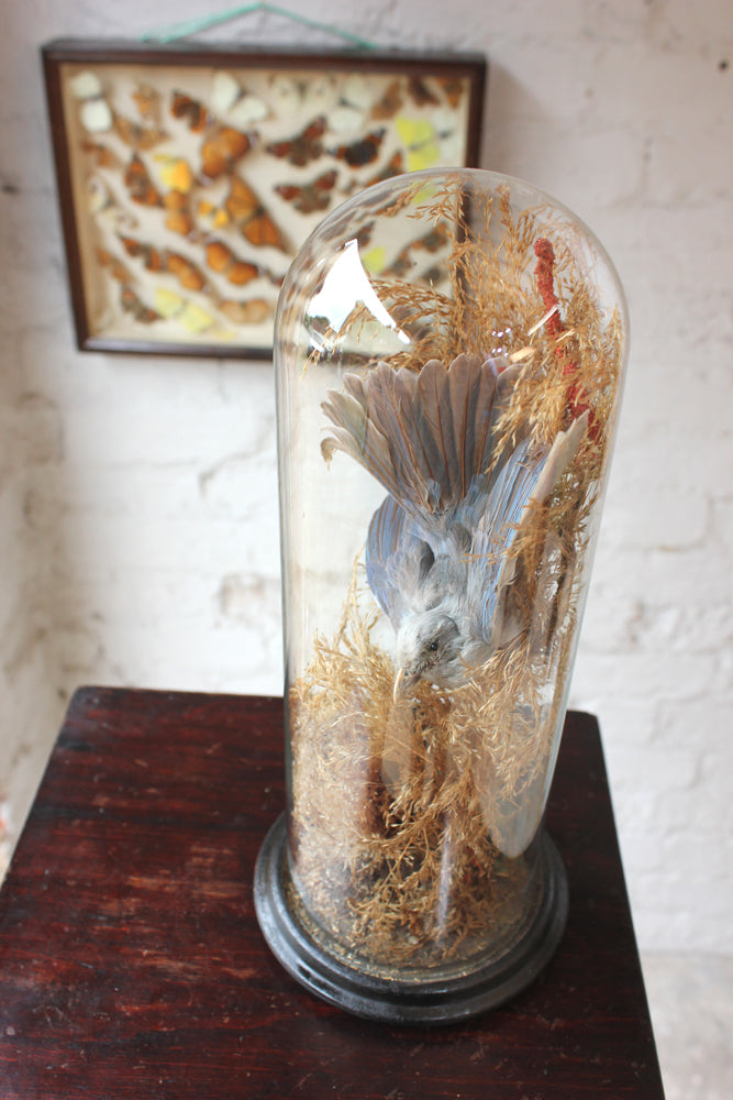 A Fine Victorian Taxidermy Bluebird Under a Circular Glass Dome