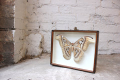 A Good Mid 20thC Cased Atlas Silk Moth