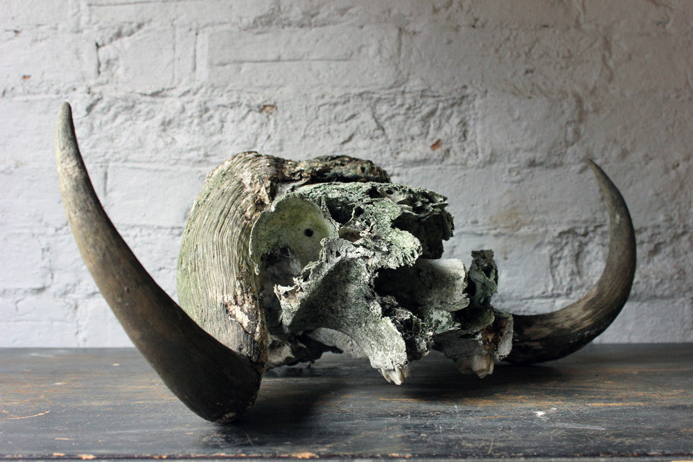 A Good Early 20thC Taxidermy Musk Ox Skull & Horns