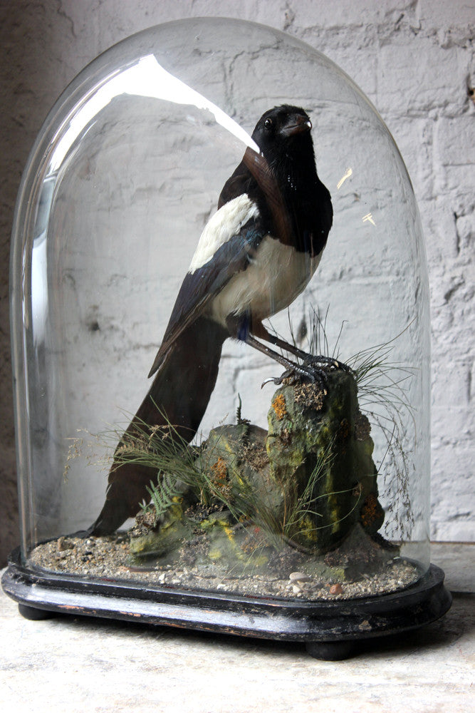 A Good Quality c.1940 Dome Cased Taxidermy Magpie on Ebonised Plinth