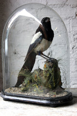 A Good Quality c.1940 Dome Cased Taxidermy Magpie on Ebonised Plinth