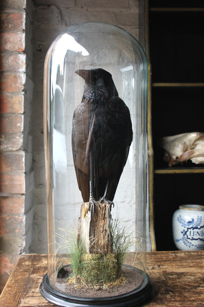 A Fine Quality Contemporary Taxidermy Crow on Ebonised Plinth