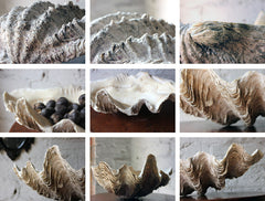 A Fine Natural History Specimen of a Giant Clam Shell