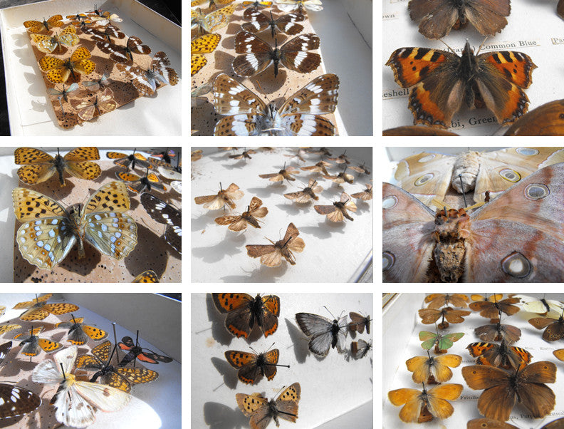 A Good Early 20thC Mahogany Housed Lepidopterist's Collection