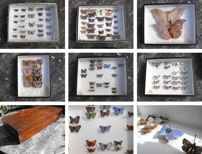 A Good Early 20thC Mahogany Housed Lepidopterist's Collection