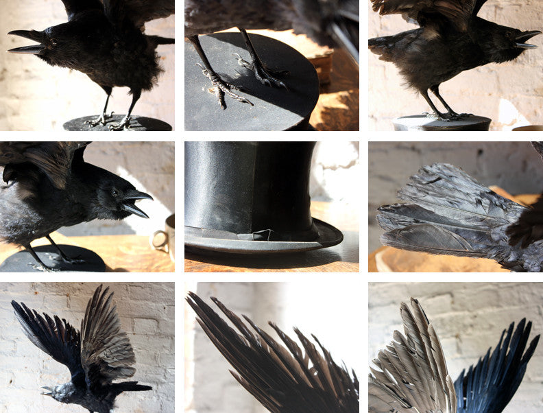 A Fine Contemporary Taxidermy Crow Mounted on an Edwardian Period Top Hat
