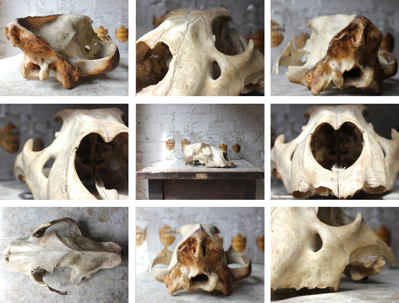 A Good Large Upper Section of a 19thC Male Lion's Skull