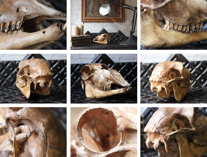 A Decorative Early 20thC Alpaca Skull