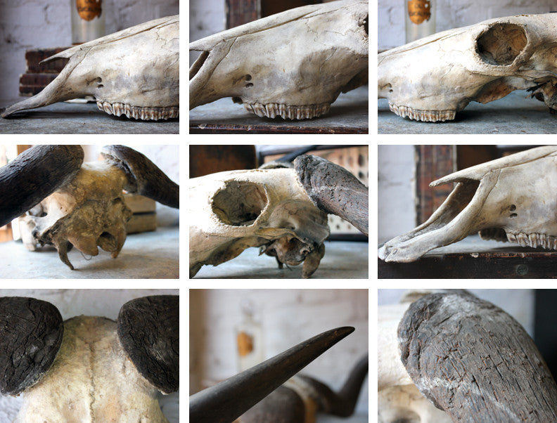 A Good Early 20thC Taxidermy Water Buffalo Skull & Horns