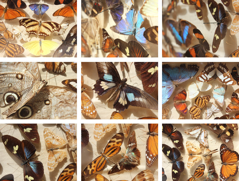 A Decorative c.1900 Mahogany Cased Lepidopterists' Collection