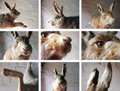 A Fine Contemporary Taxidermy Hare, Hung as Dead Game