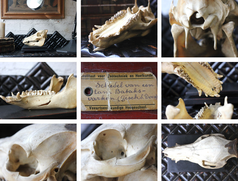 A Good Early 20thC Dutch Zoology Department Northern Sumatran Pig Skull