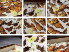 A Beautiful c.1900 Mahogany Cased Lepidopterists' Collection