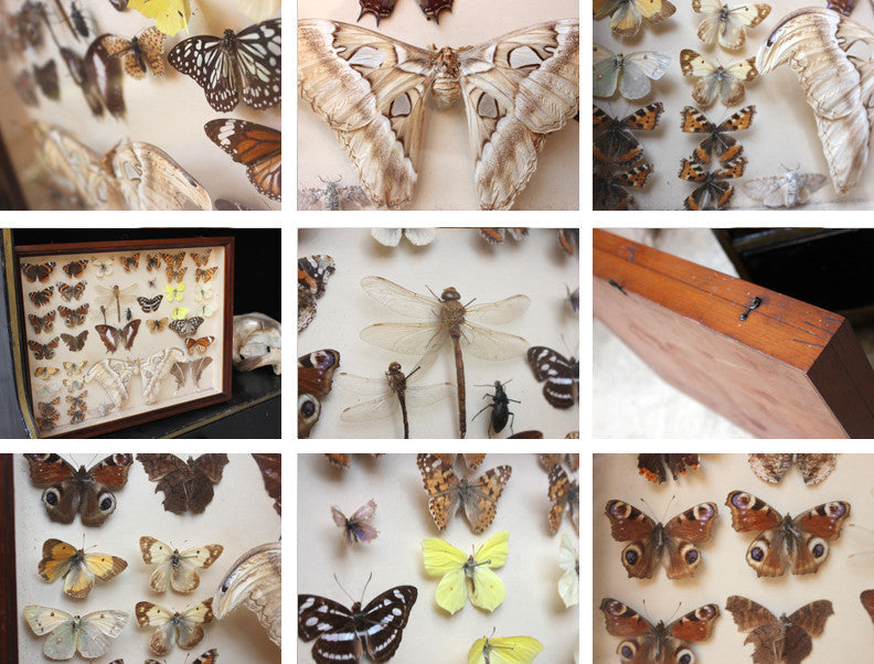 A Good c.1940s Framed Entomology Collection