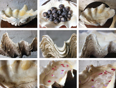 A Fine Natural History Specimen of a Giant Clam Shell