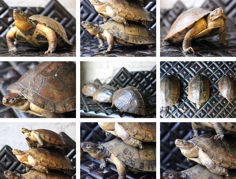 A Fine Trio of c.1890 Taxidermy Terrapins