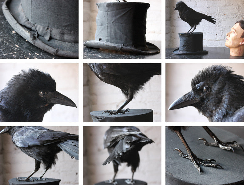 A Good Contemporary Taxidermy Crow Mounted on an Edwardian Period Top Hat