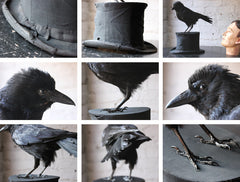 A Good Contemporary Taxidermy Crow Mounted on an Edwardian Period Top Hat