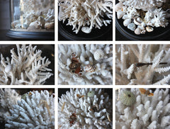 A Fine Pair of Large Dome Cased c.1870s Preserved Acropora Coral Specimens