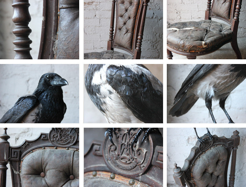 A Fine Contemporary Taxidermy Hooded Crow on a Victorian c.1880 Chair