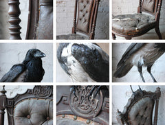 A Fine Contemporary Taxidermy Hooded Crow on a Victorian c.1880 Chair