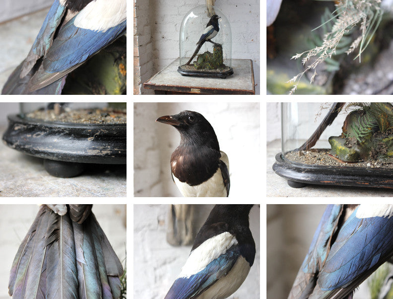 A Good Quality c.1940 Dome Cased Taxidermy Magpie on Ebonised Plinth