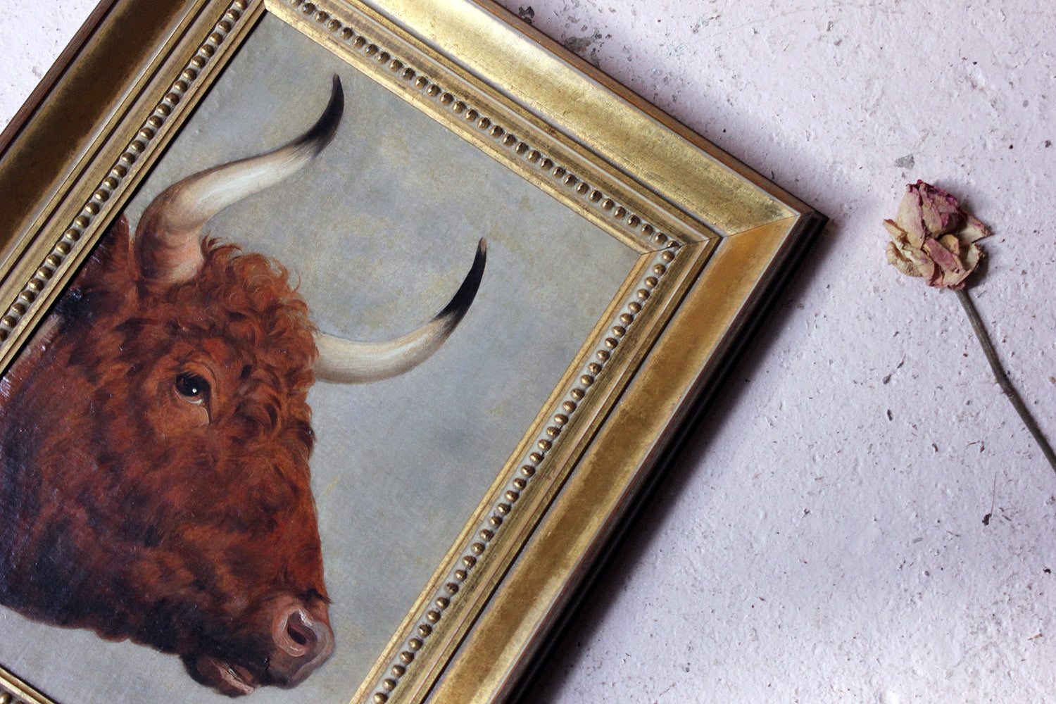 A 19thC English School Study of a Red Devon Bull