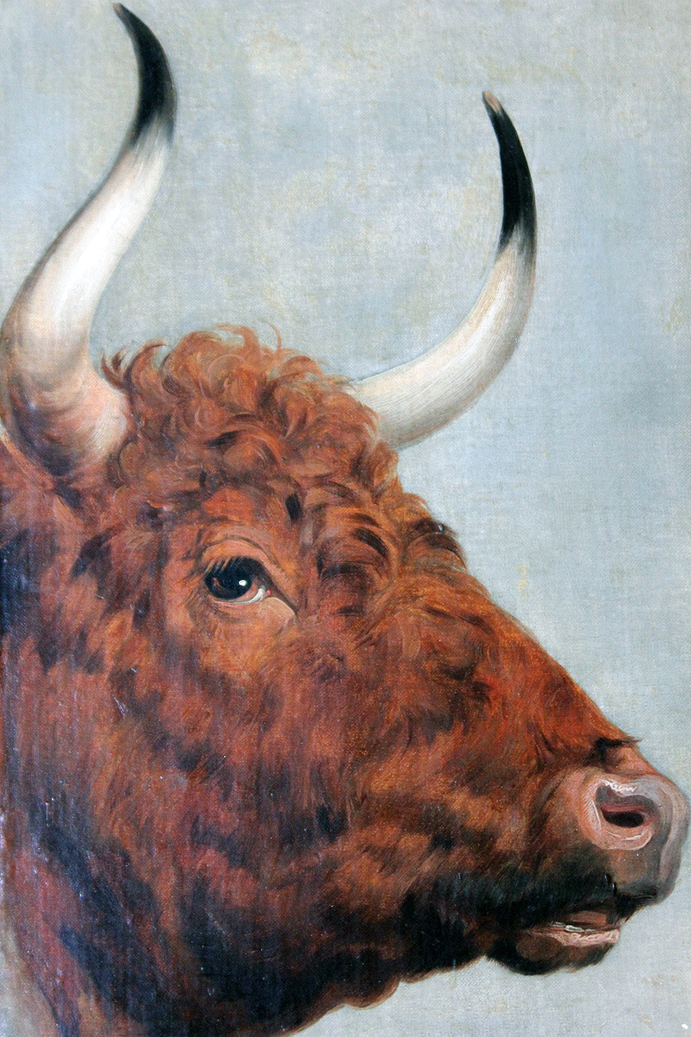 A 19thC English School Study of a Red Devon Bull