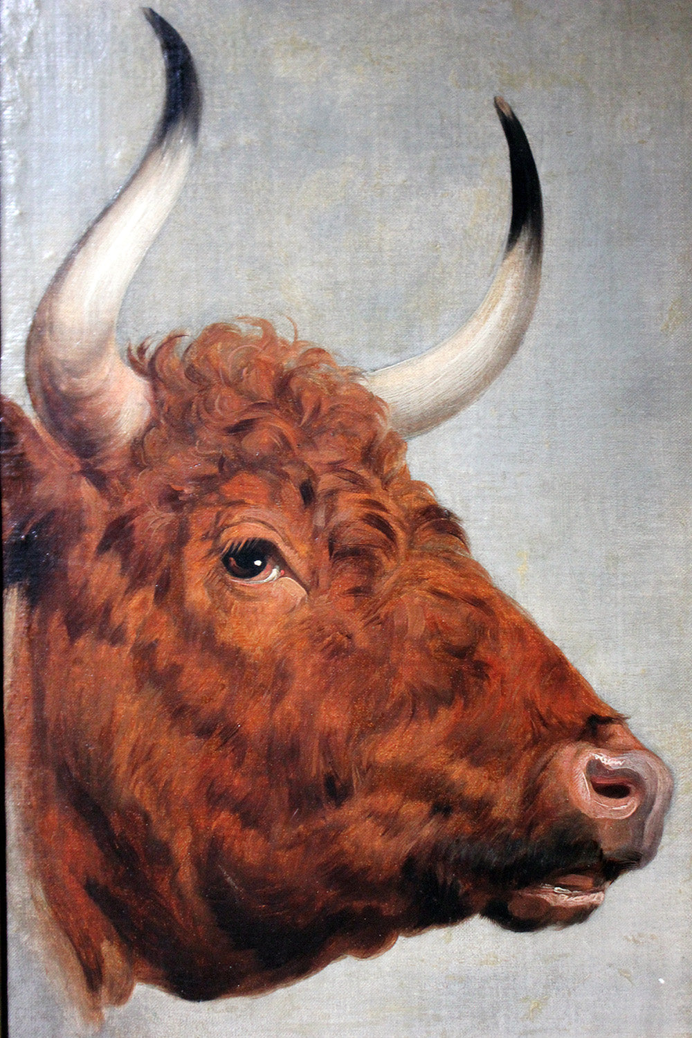 A 19thC English School Study of a Red Devon Bull