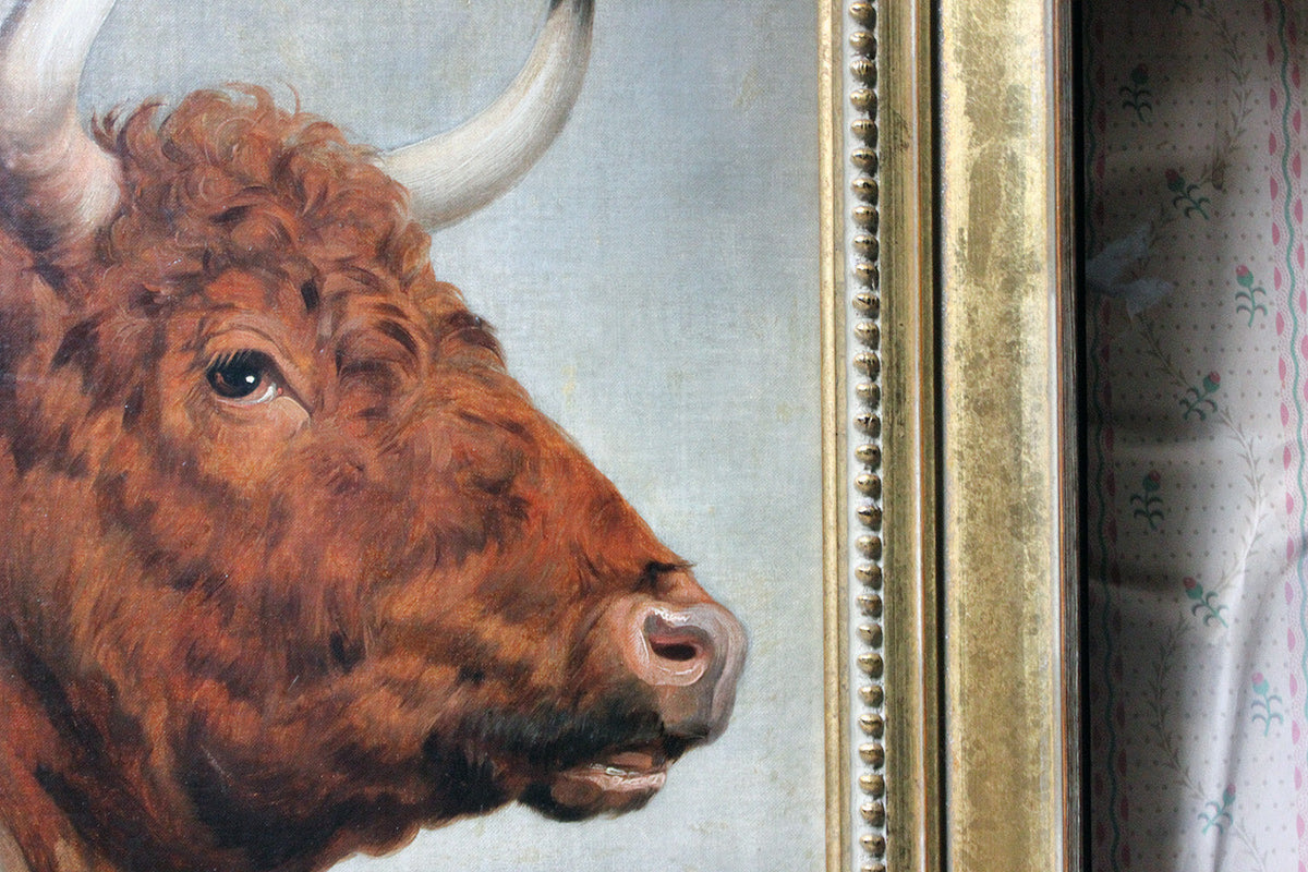 A 19thC English School Study of a Red Devon Bull
