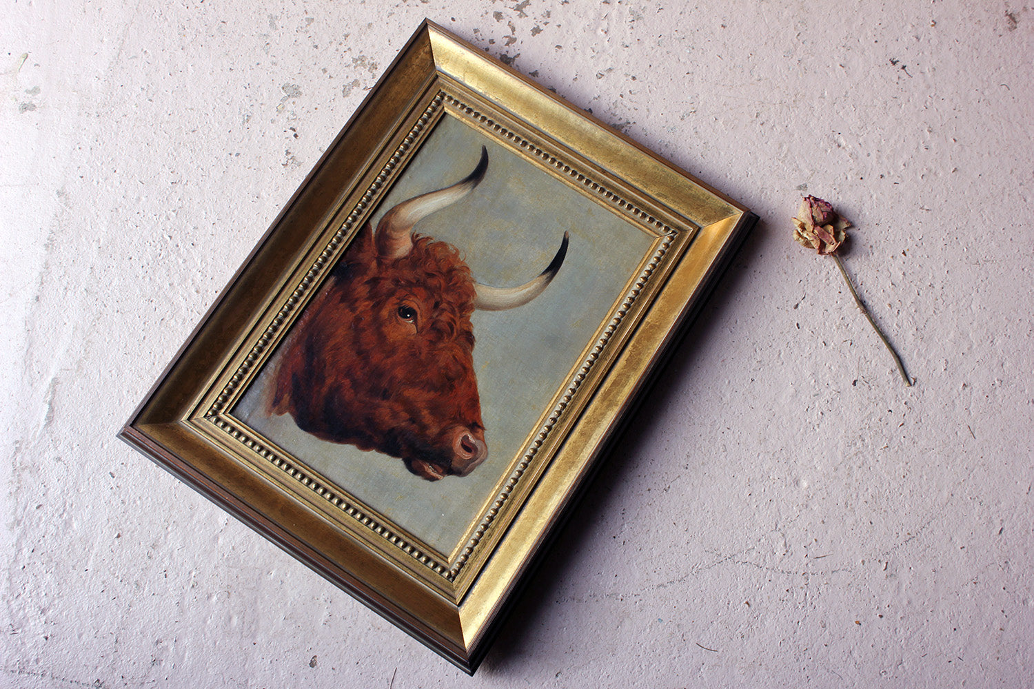 A 19thC English School Study of a Red Devon Bull