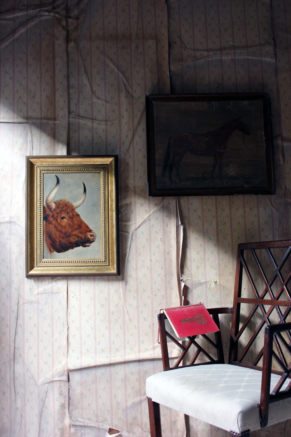 A 19thC English School Study of a Red Devon Bull
