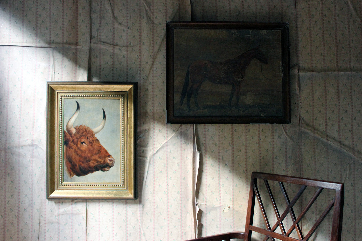 A 19thC English School Study of a Red Devon Bull