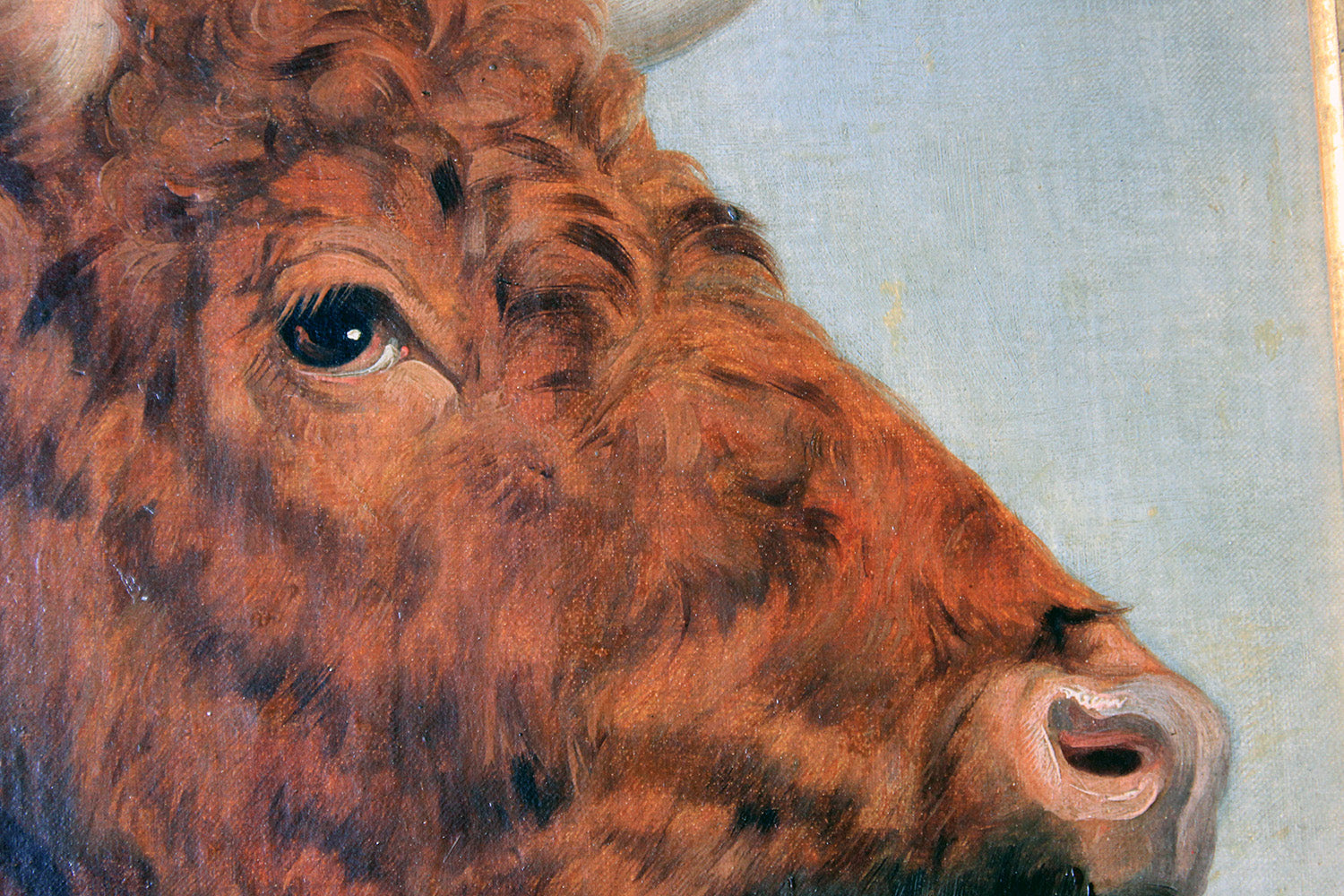 A 19thC English School Study of a Red Devon Bull