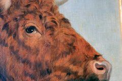 A 19thC English School Study of a Red Devon Bull