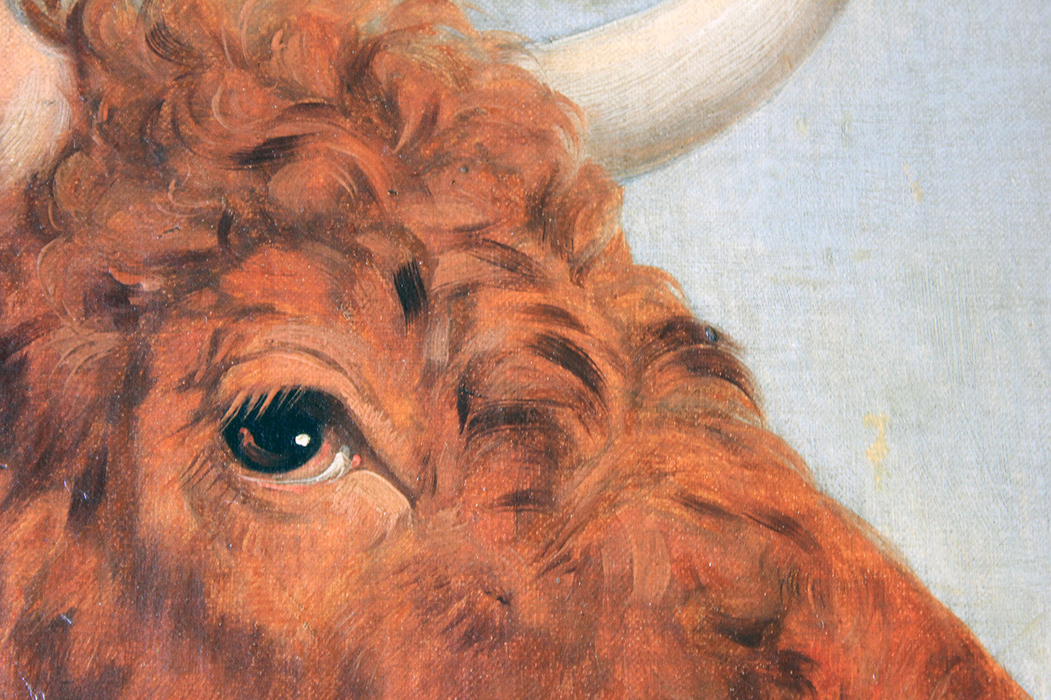 A 19thC English School Study of a Red Devon Bull