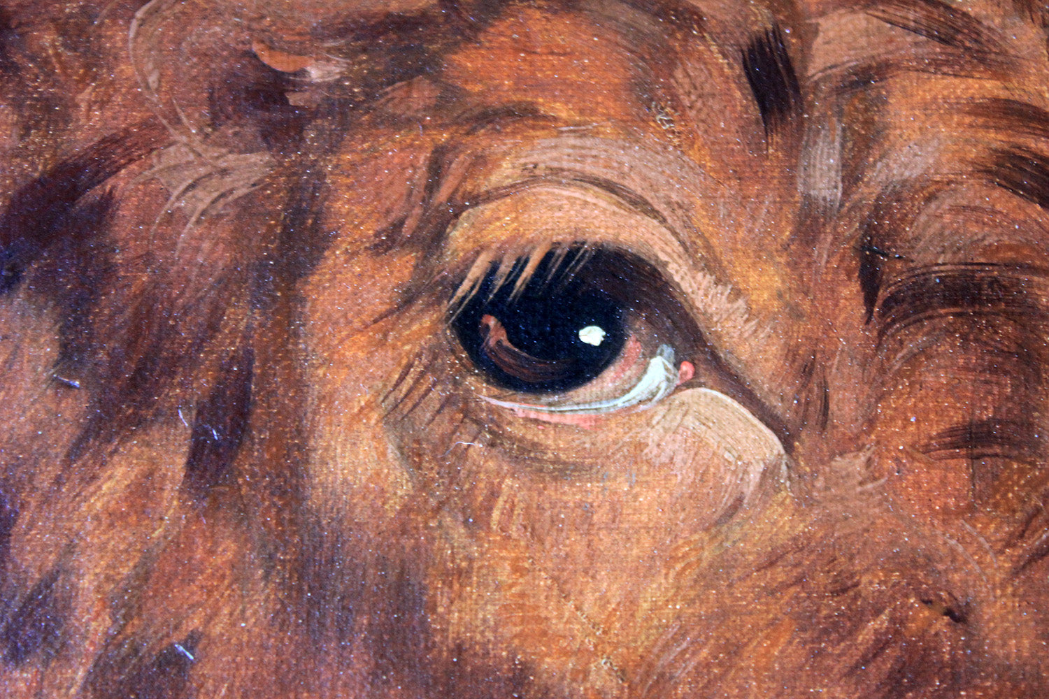 A 19thC English School Study of a Red Devon Bull
