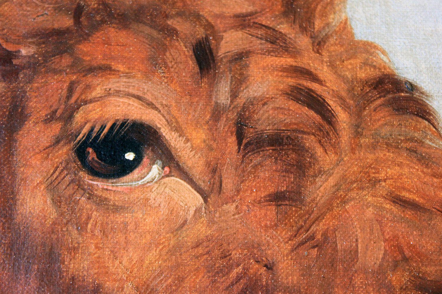 A 19thC English School Study of a Red Devon Bull