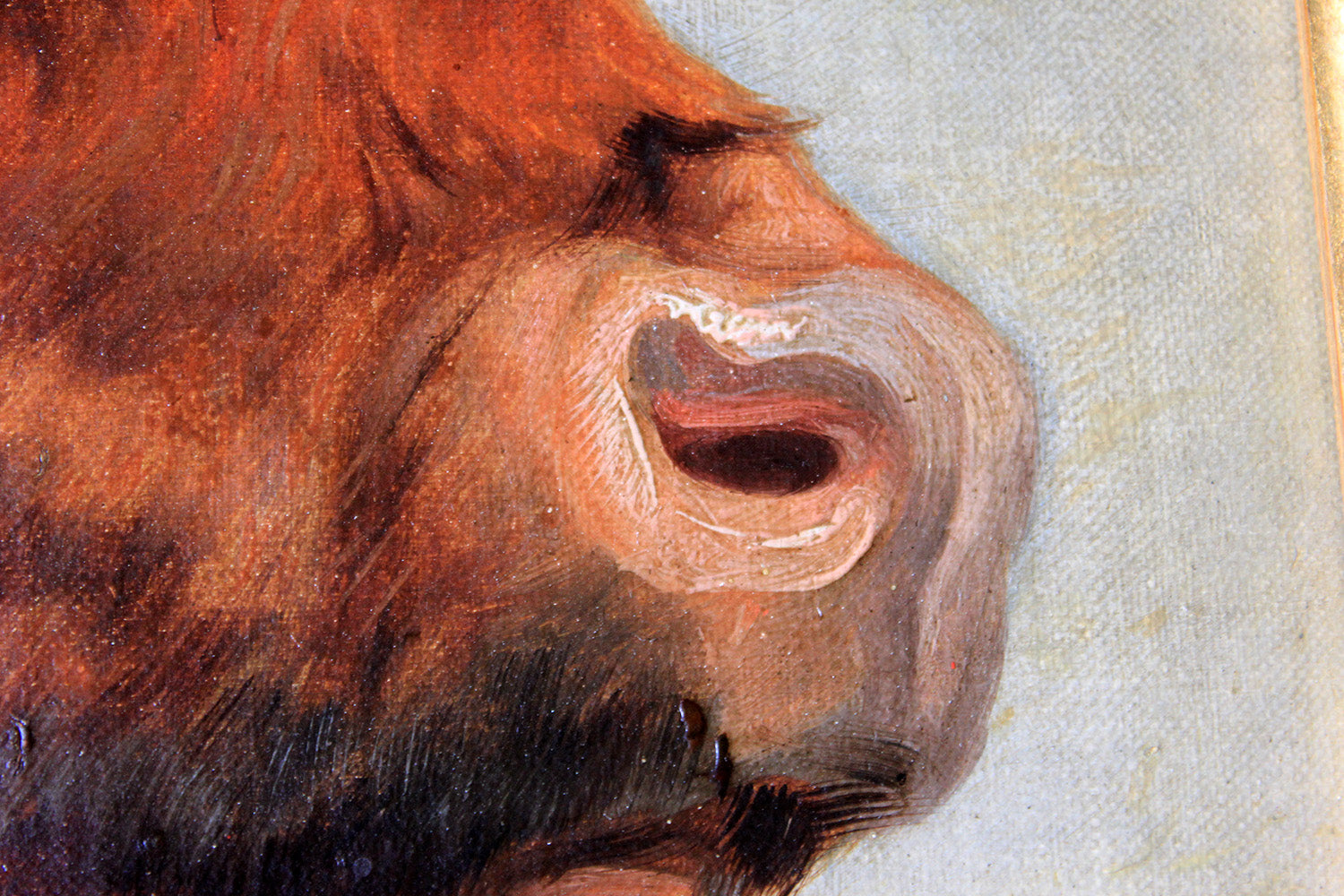 A 19thC English School Study of a Red Devon Bull