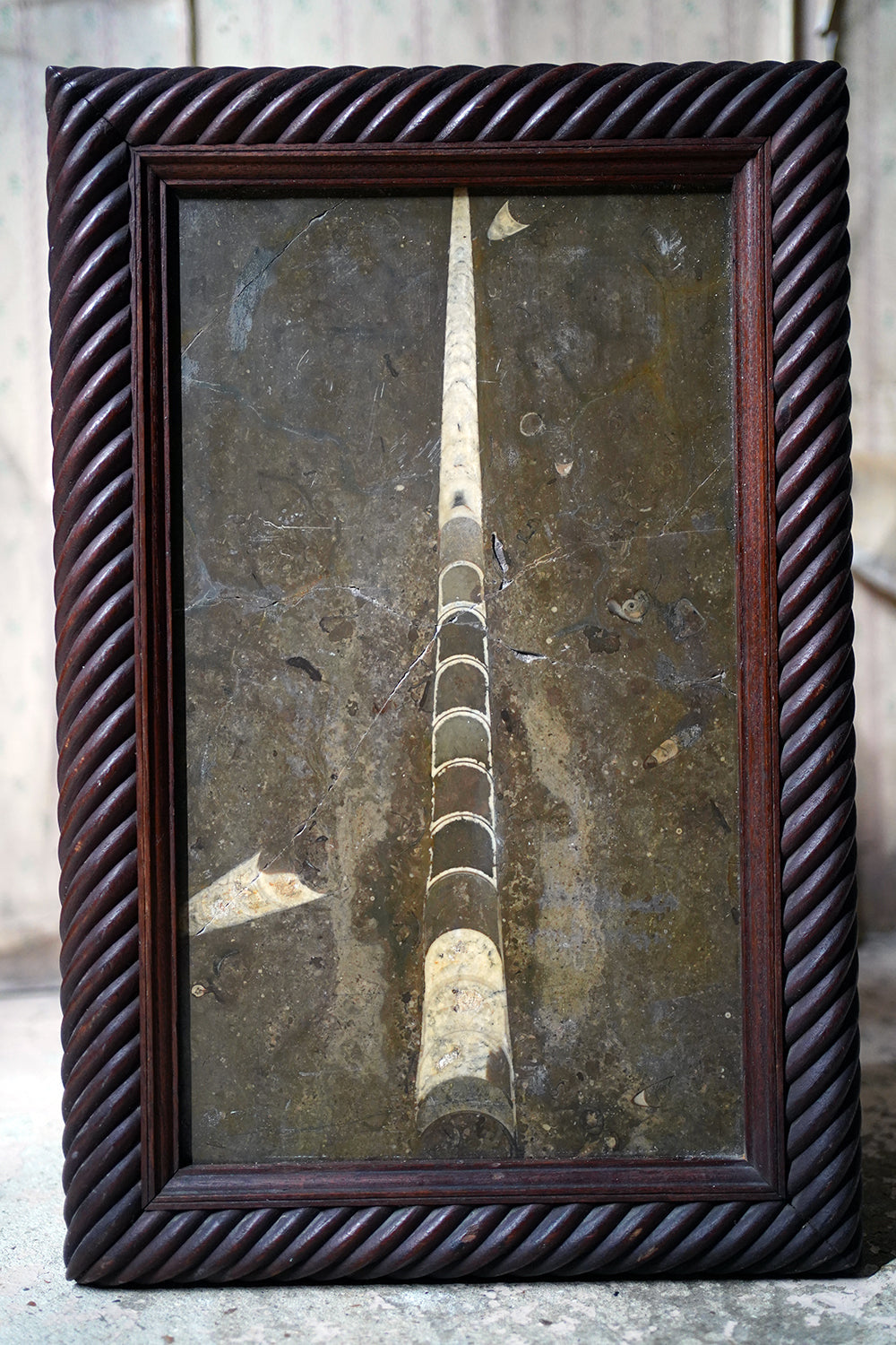A Good Ordovician Period Orthoceras Specimen in a William IV Frame