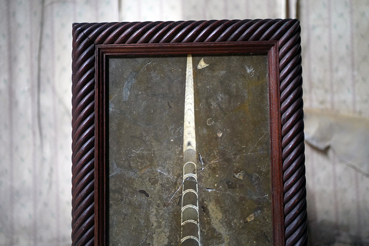 A Good Ordovician Period Orthoceras Specimen in a William IV Frame
