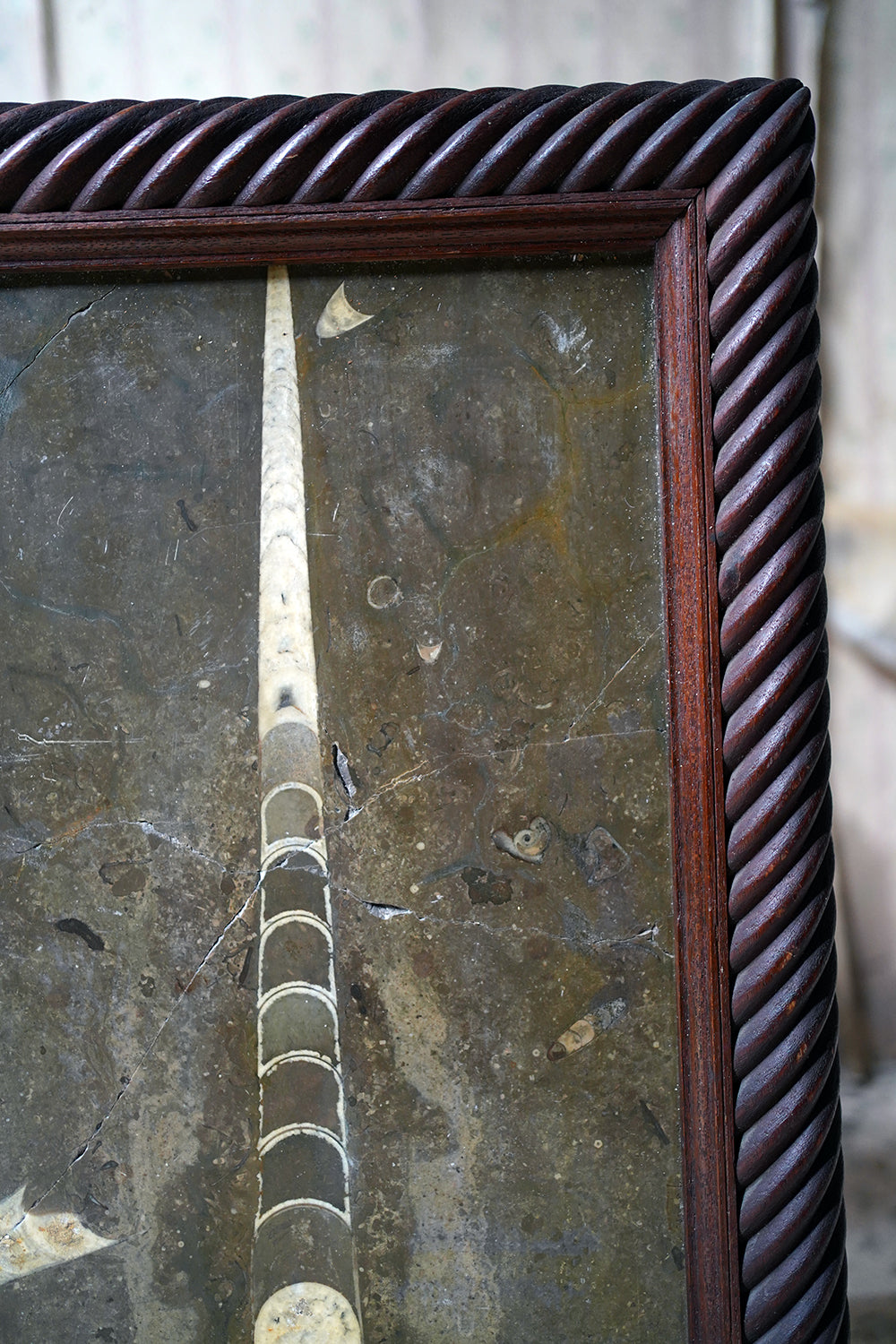 A Good Ordovician Period Orthoceras Specimen in a William IV Frame